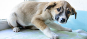 cane paura bis e1509705673803