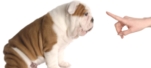 educare e1511511746420