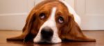 Steatosi epatica nel cane: cos’è e come prevenirla