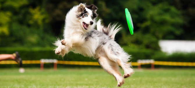 Border collie dog catching frisbee in jump in summer