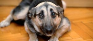 CANE BOTTI e1513760225785