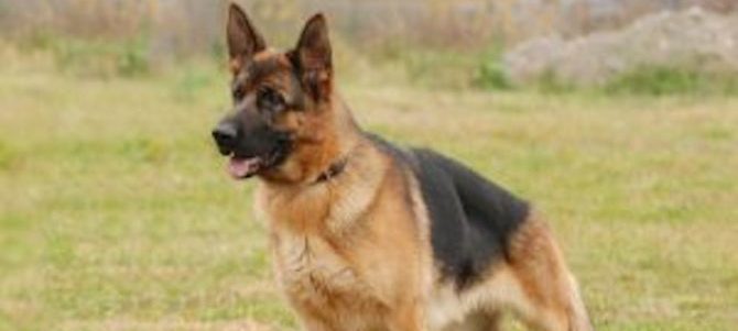 Cane fermo e1514536821664