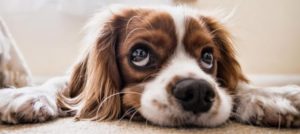 Mondofido Animali esseri senzienti e1513635387681