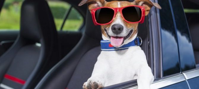 Vacanze in auto? Si, ma senza mal d’auto per Fido