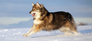 Mondofido Cane sulla neve e1512478045645