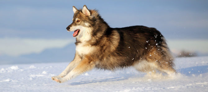 Mondofido Cane sulla neve e1512478045645