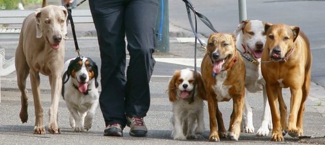 A Savona il sindaco vieta ai cani di “usufruire” del centro storico