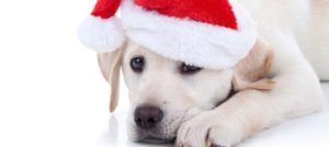 Mondofido Cani e Natale e1513871322907
