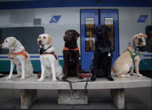 Mondofido Cani in treno