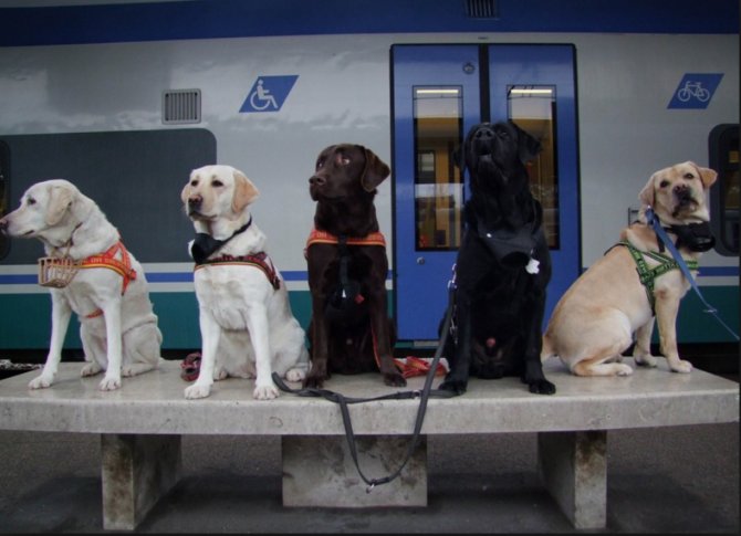 Mondofido Cani in treno e1513357698634