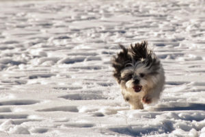 Mondofido Corsa sulla neve