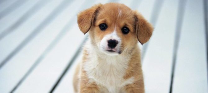 Mondofido Cucciolo di cane e1514650953530