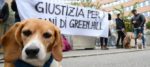 L’Ordine dei veterinari non radia il medico di Green Hill condannato