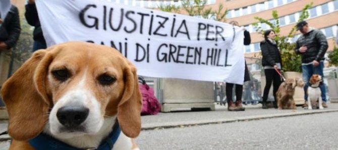 L’Ordine dei veterinari non radia il medico di Green Hill condannato