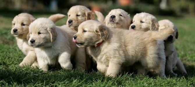Mondofido Golden Retriever Cuccioli e1513014176286