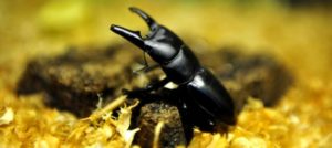 Mondofido Insetto cibo del futuro e1512324261366