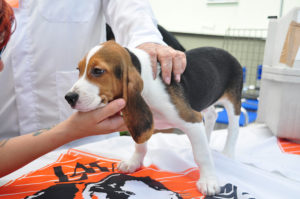 Luglio/agosto 2012: affidamento cani beagle allevati nello stabilmento Green Hill di Montichiari (Brescia), a seguito sequestro probatorio Procura Brescia e nomina custodia giudiziaria LAV/Legambiente