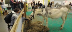 Mondofido Ligotto fiera e1513012277407