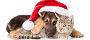 Mondofido Natale con gli amici a quattro zampe e1513641170865