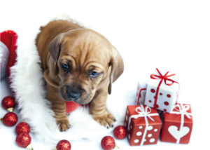 Mondofido Natale con il cane