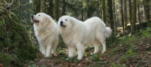 Mondofido Pastore Maremmano e1513954110359