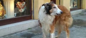 Mondofido Penny e1513286745356