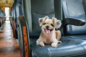 Mondofido Viaggio in treno con cane