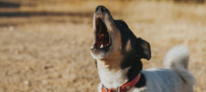 cane che abbaia e1513324579757