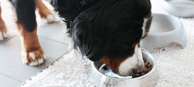 cane che mangia cover