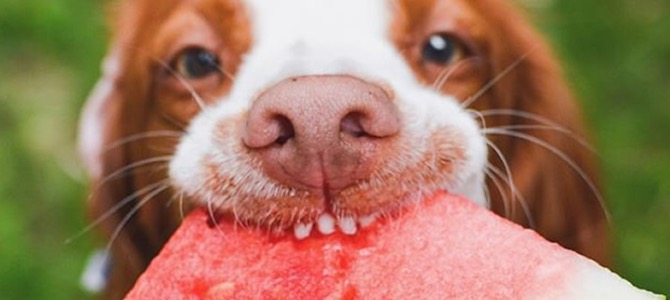 cane che mangia frutta