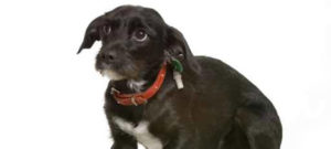 cane con errore e1514372065200