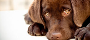 dog eyes e1512547866158