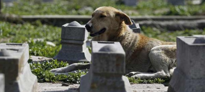 Cosa si deve fare quando il cane muore?