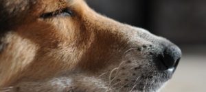 percezione e1513933410801