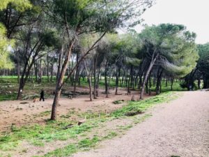 Mondofido Area canina di Bandimanna