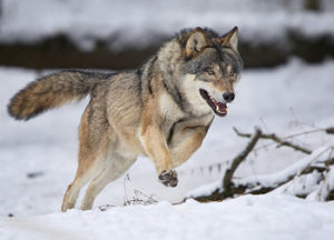 Mondofido Cane Lupo Cecoslovacco