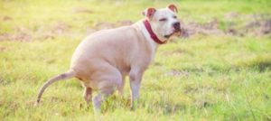 Mondofido Cane e bisogni e1515100564813