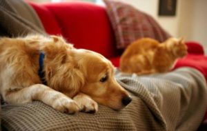 Mondofido Cane e gatto sul divano