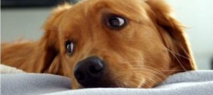 Mondofido Cani in ospedale a supporto e1516648130701