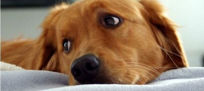 Mondofido Cani in ospedale a supporto e1516648130701