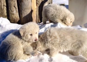 Mondofido Cuccioli Hotel Rigopiano mentre giocano