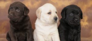 Mondofido Cuccioli di cane e1515148776325