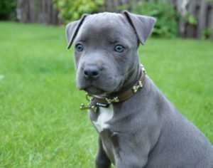 Mondofido Cucciolo di Amstaff