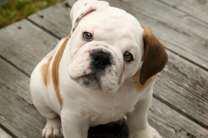 Mondofido Cucciolo di Buldog Inglese