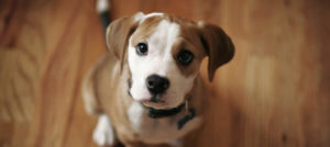 Mondofido Cucciolo e1516284262387