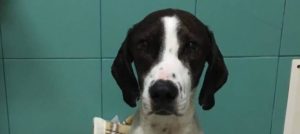 Mondofido Freccia e1515537689913