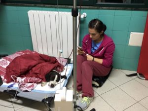 Mondofido Freccia in cura alla clinica veterinaria Duemari