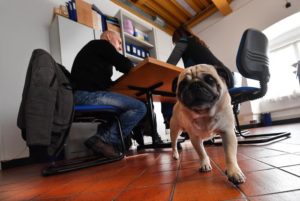 Mondofido In ufficio con i cani