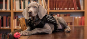 Mondofido Riley a Boston e1516921330698