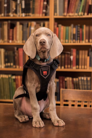 Mondofido Riley a Boston nel museo